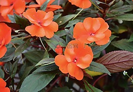 鮮花,impatiensi,橙色