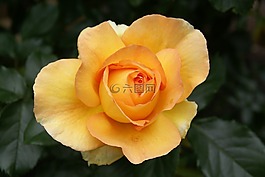 玫瑰,黃色,花