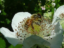 蜜蜂,翅膀,昆蟲(chóng)