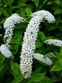 白,花卉,植物