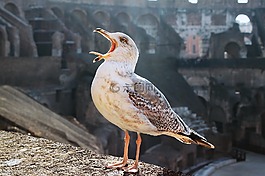 鳥,海鷗,海雀