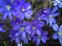 藍(lán)色的?？?雨滴,露