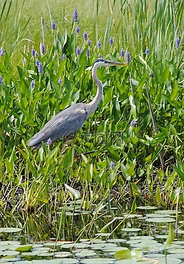 蒼鷺,鷺,鳥