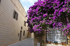 花卉,bouganvilla,胡同