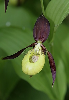 鲜花,marisko,兰花