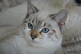 小貓,貓,貓的眼睛