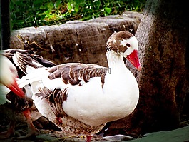 ganzo,ave,動(dòng)物