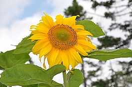 太陽花,廠,黃色