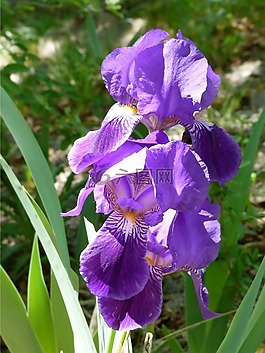 花,虹膜,花園