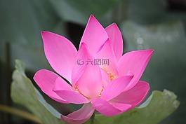 鮮花,蓮花,華麗