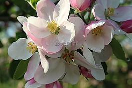 春,蘋果,鮮花