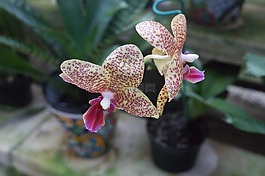 蘭花,墨西哥,開花