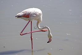 火烈鳥,池塘,卡馬爾格