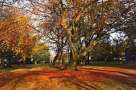 公園,秋季,葉子