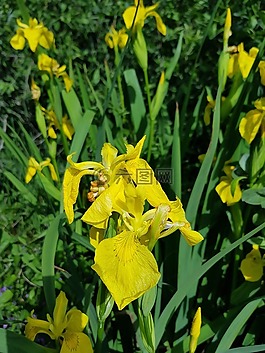 sverdlilje,花卉,植物