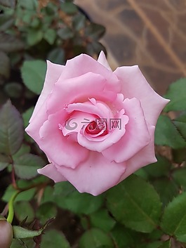 粉紅色,玫瑰,花