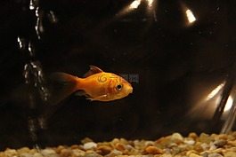 金魚,水族館,坦克
