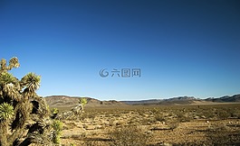 沙漠,景觀,仙人掌