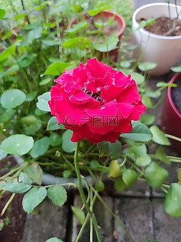 紅色,花,花的