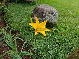 黃色,花,春