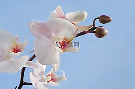 蘭花,花,開花