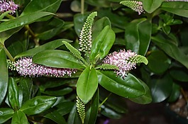 植物,véronique,綠色的樹葉
