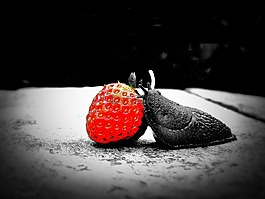 草莓,蝸牛,紅色
