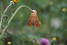 nattfly,蝴蝶,性質(zhì)