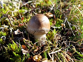 蘑菇,瑞典,拉普蘭