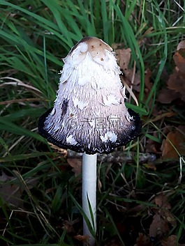 萧菇,蘑菇,芦笋蘑菇