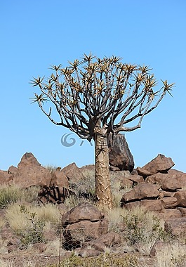 箭袋樹,納米比亞,非洲