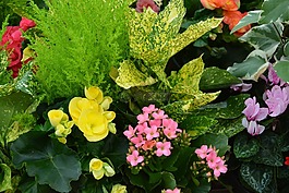 花,植物,插花