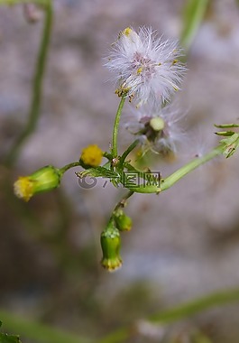 花,野生花卉,秋
