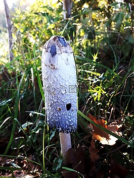 蘑菇,性質(zhì),秋季