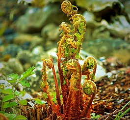 蕨類,發芽,綠色