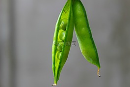 豌豆,豆莢,綠色