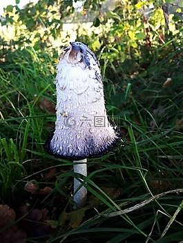 萧菇,蘑菇,芦笋蘑菇
