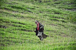 那位老人,綠色,山