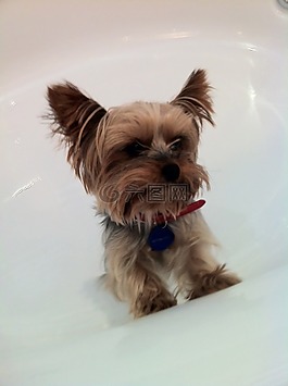 狗,約克,小獵犬