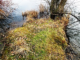 水域,池塘,角綠