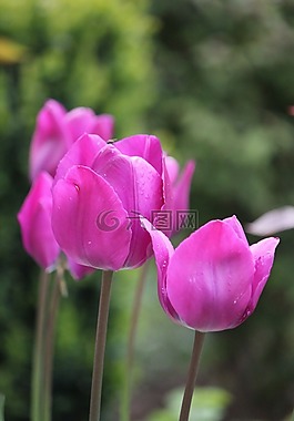 郁金香,粉紅色,鮮花