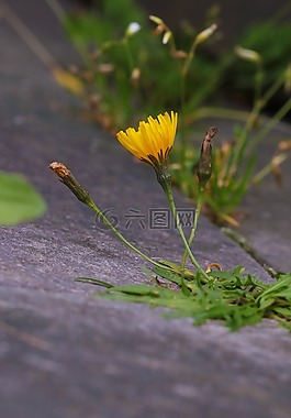 花,野生花卉,自然