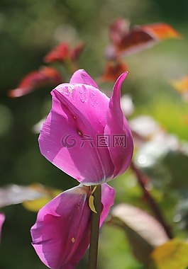 郁金香,花,紫