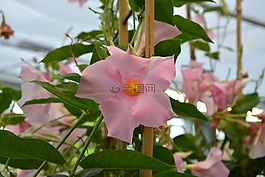粉紅色的花朵,花藤,花園