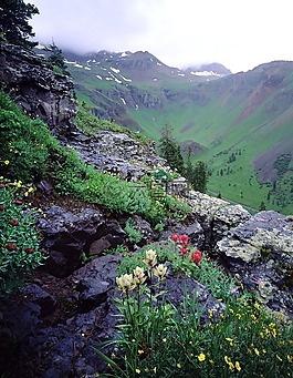 野花,山,景觀