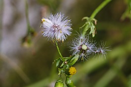 花,野生花卉,秋