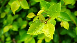 葉,自然,植物區(qū)系