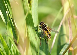 bzyg,木栅,黄