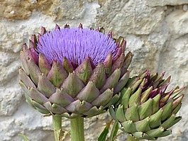 花,朝鮮薊,開花