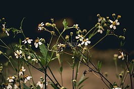 花,植物區(qū)系,自然